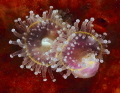 Strawberry sea anemone