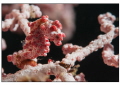 Pigmy sea horse in a gorgona, shooted very closely, 105mm macro