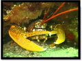 Avsa Island - Marmara - Lobster