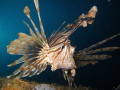Lionfish on the El mina wreck Hurghada
Canon S95