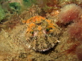 camoflauge master - sea scorpion
canon s95
1/640s
f/4.5
ISO 125