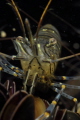 shrimp 1
