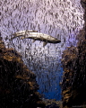 Tarpons and silversides in diver's paradise

First dive with my new camera and a zillion of things didn't work because I hadn't read all the manuals. So...I went ambient and while exiting Devil's Grotto the school of silversides 'waved' to the o...