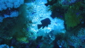 a piece of art under water:)