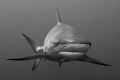 B/W Caribbean Reef Shark