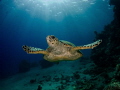 A turtle shot in Sharks Bay Egypt