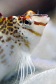 Hawkfish
www.bunakenhans.com
Bunaken,Sulawesi,Indonesia, 
Nikon D 300 S, micro 60, in kinetics.
1/250, f 7,1, iso 200
