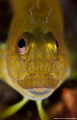 parablennius africanus yellow