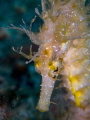 Happy seahorse.
Canon G12, UCL165, 2 x D2000
