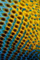 Close up of a Black Durgon.  60mm with +3 diopter