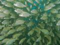A Shoal of fish on a dive site in Tenerife
