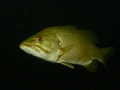 Bass. This large fellow approached to check me out while diving under the piers of the Swing Bridge site, Welland Scuba Park