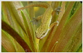 hey - here I am....
Newt in the pond
