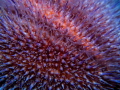 a close up on a sea urchin