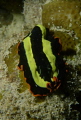 Flatworm Taken on a Night Dive in Mabul