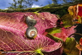 Snail and Water plants at a mexican Cenote.