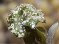 Lettuce Sea Slug at night Three Peaks, Exumas