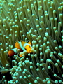 Full frame Clownfish. Different take on the usual subject.