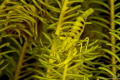 Shrimp on Feather Star