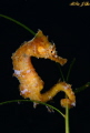 Baby sea horse on sea grass