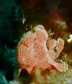 juvenile painted frogfish
