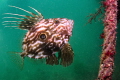 John Dory on the wreck of the Fleur d Llys, Swanage