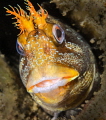Tompot Blennie on guard under Swanage Pier
