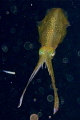 Squid at night in stand off pose.
