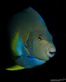 Blue Angelfish swimming out in the blue, hiding before for current and surge