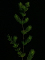 Freshwater Aquatic Plant
