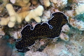 Golden spotted flatworm taking a morning constitutional