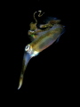 A Sepioteuthis lessoniana squid reflecting on the surface