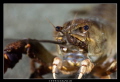 Closeup from freshwater crayfish ...