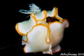 NUDI BURGER w/ eggs--Ardeadoris egretta
nudibranch laying eggs on a seaweed
Canon t2i 100mm lens
f18 1/320 iso 200 Secret Reef Dumaguete