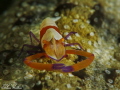 Lembeh (Nord Sulawesi)
Canon G12- and doble macro lens +6 and +8
Isotecnic housing- Flash S&S  YS 01 + YS02 -