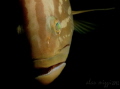 A very inquisitive young Goldblotch Grouper.
