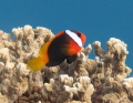 anemone fish on the reef
