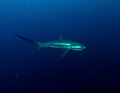 Tresher shark, Malapasqua