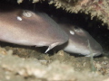 Cuttle Corner for two White spotted Bamboo Sharks