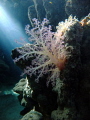 Soft coral in the catacombes of Marsa Bereka