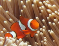clown fish in is anemone