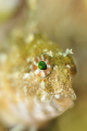 Little Blenny