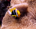 anemone fish in his anemone