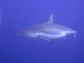 pregnant female Grey Reef Shark