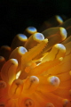 tiny nudibranch rhinophores (: