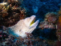 Moray eel
Canon G12