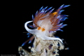 cratena peregrinae