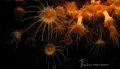 yellow anemones II