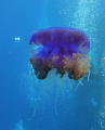 beautiful jelly fish