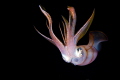 The squid at night